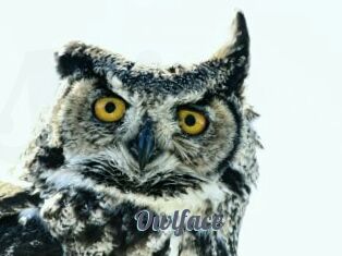 Owlface